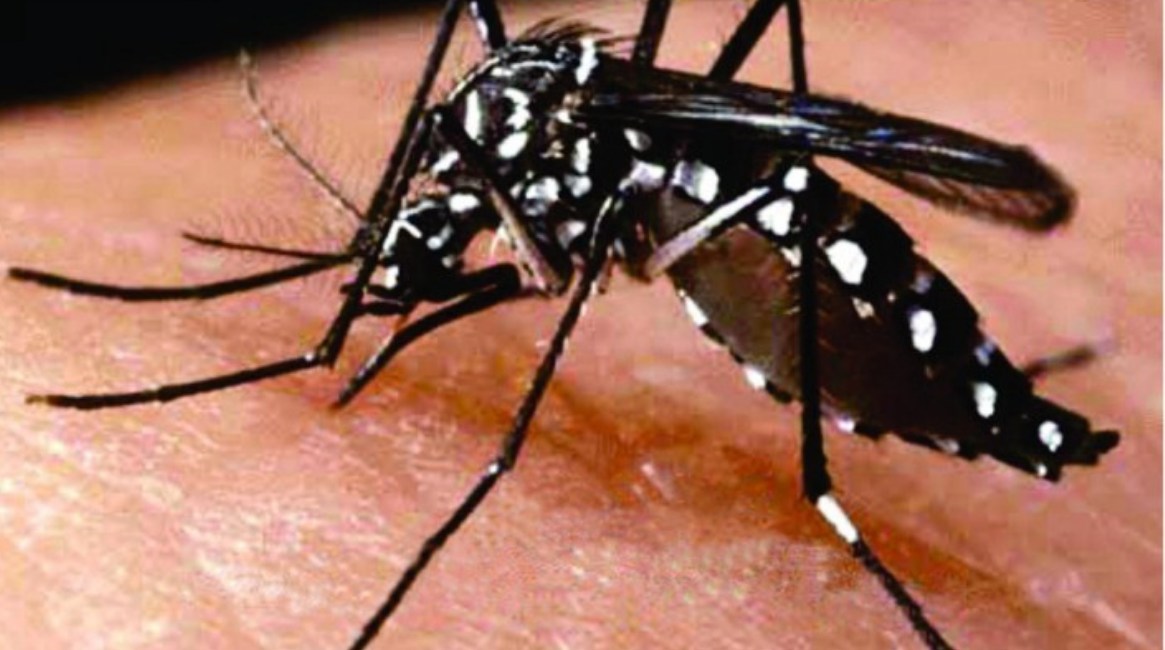 Câmara incentiva a adesão de Várzea Paulista na Semana Estadual de combate a Dengue